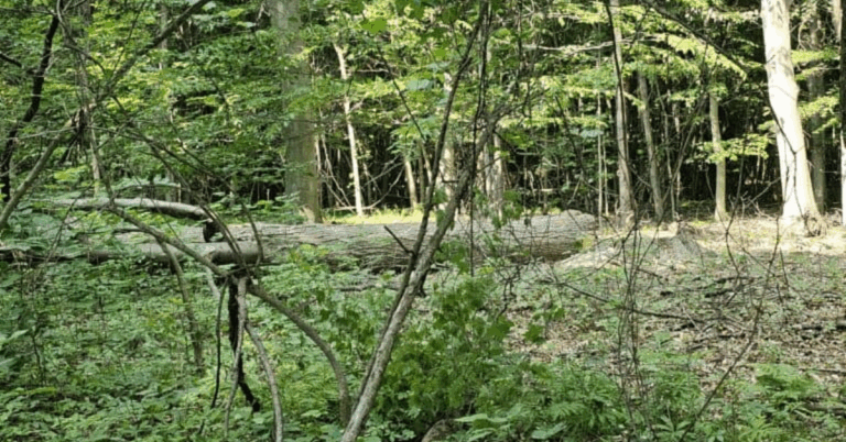 Choosing the Right Tree Logging Service Near Me: A Comprehensive Guide