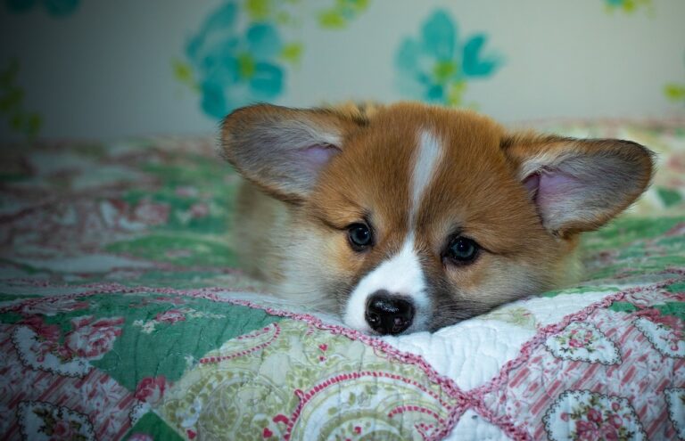 99exch Review: How India’s Emerging Exchange Platform Transforms Trading